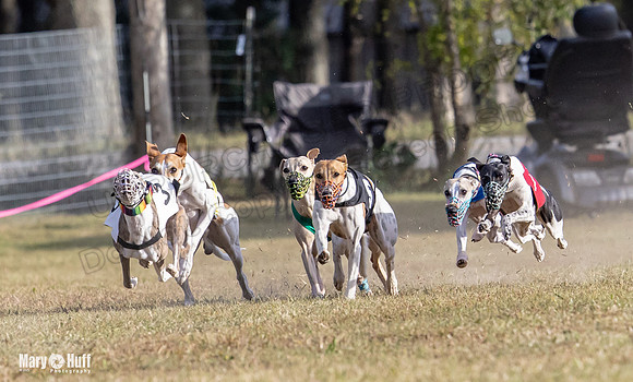 Program 4 Race 8 Wallie Shimmy Violet Maverick Conway Red-9399