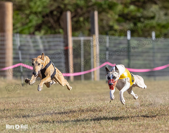 Program 4 Race 7 Roxy Bunny Eagle Player Jethro Darya-9351