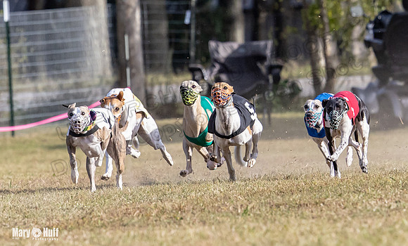 Program 4 Race 8 Wallie Shimmy Violet Maverick Conway Red-9400