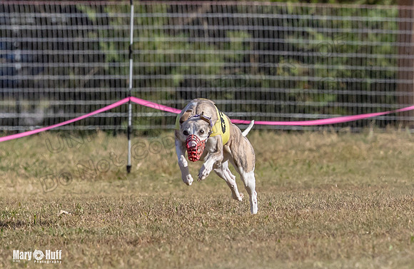 Program 4 Race 6 Pedro Sneakers Mimic Pearl Dancie Sadie-9301