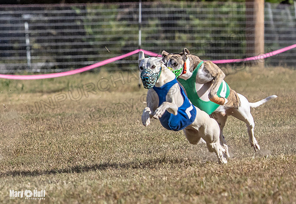 Program 4 Race 4 Bogie Emma Sherlock Nitro Stripe Piper-9217