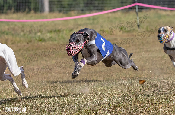 Program 4 Race 6 Pedro Sneakers Mimic Pearl Dancie Sadie-9315