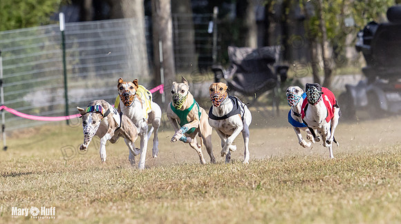 Program 4 Race 8 Wallie Shimmy Violet Maverick Conway Red-9401