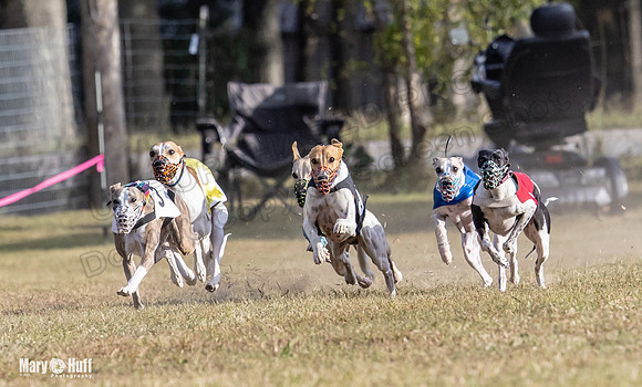 Program 4 Race 8 Wallie Shimmy Violet Maverick Conway Red-9398