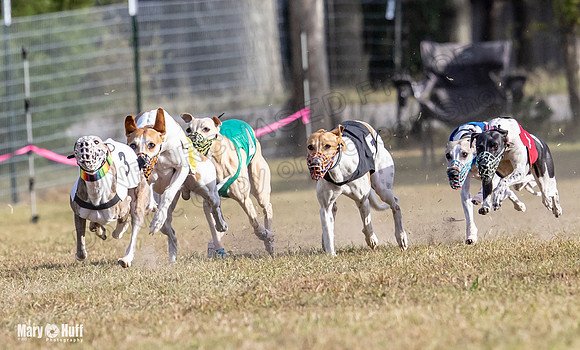 Program 4 Race 8 Wallie Shimmy Violet Maverick Conway Red-9403