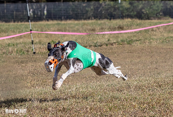 Program 4 Race 2 Raz Elsa Ella Chuck Bexley Bumble-9151