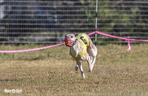 Program 4 Race 6 Pedro Sneakers Mimic Pearl Dancie Sadie-9303