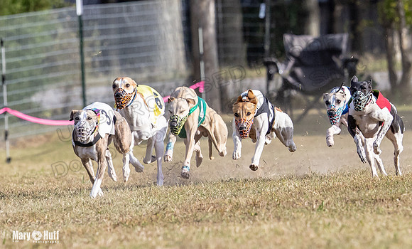 Program 4 Race 8 Wallie Shimmy Violet Maverick Conway Red-9402