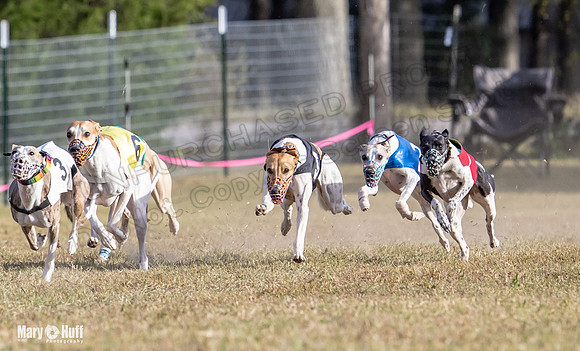 Program 4 Race 8 Wallie Shimmy Violet Maverick Conway Red-9406