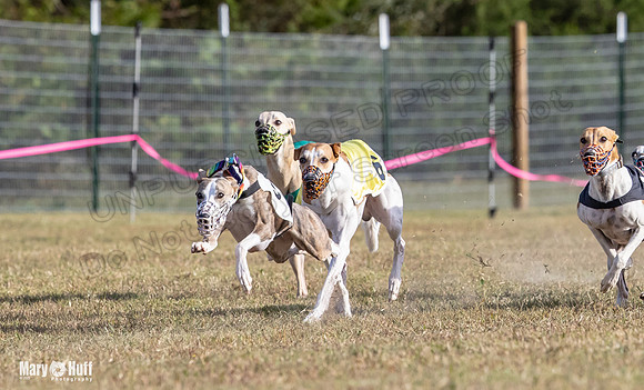 Program 4 Race 8 Wallie Shimmy Violet Maverick Conway Red-9412