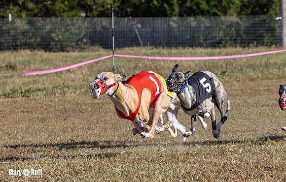 Program 4 Race 2 Raz Elsa Ella Chuck Bexley Bumble-9144