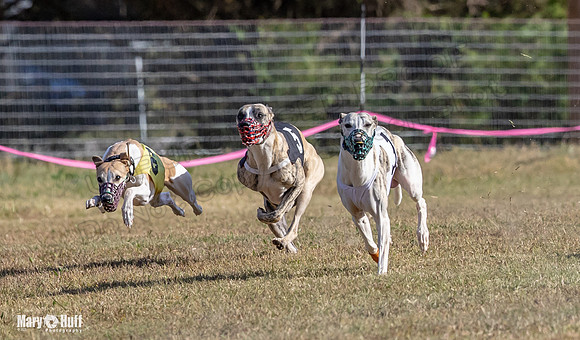 Program 4 Race 4 Bogie Emma Sherlock Nitro Stripe Piper-9211