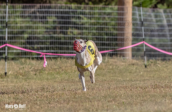 Program 4 Race 6 Pedro Sneakers Mimic Pearl Dancie Sadie-9299