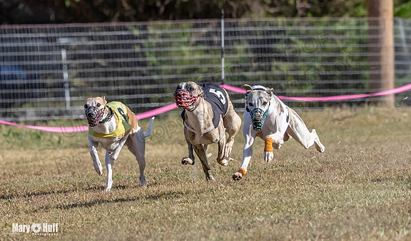 Program 4 Race 4 Bogie Emma Sherlock Nitro Stripe Piper-9210