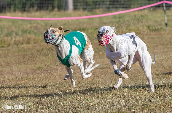 Program 4 Race 6 Pedro Sneakers Mimic Pearl Dancie Sadie-9313