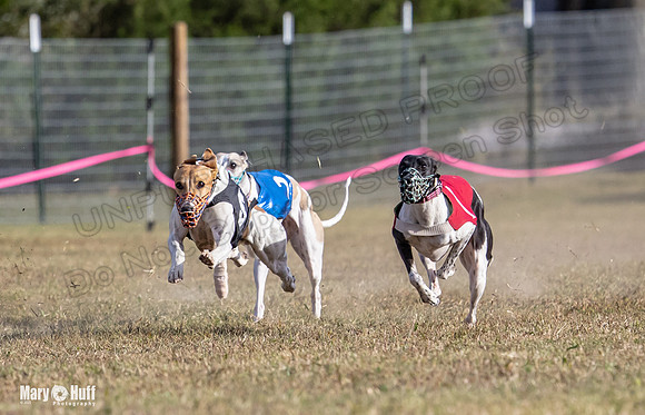 Program 4 Race 8 Wallie Shimmy Violet Maverick Conway Red-9413