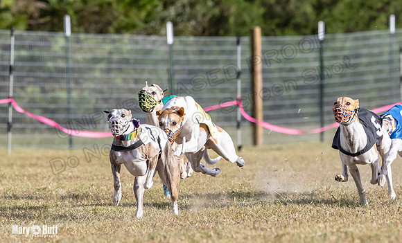Program 4 Race 8 Wallie Shimmy Violet Maverick Conway Red-9411