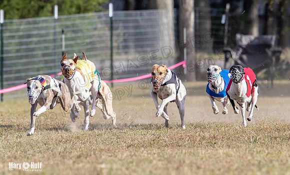 Program 4 Race 8 Wallie Shimmy Violet Maverick Conway Red-9405