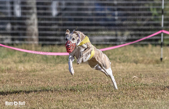 Program 4 Race 6 Pedro Sneakers Mimic Pearl Dancie Sadie-9305
