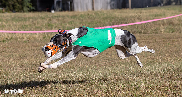 Program 4 Race 2 Raz Elsa Ella Chuck Bexley Bumble-9156