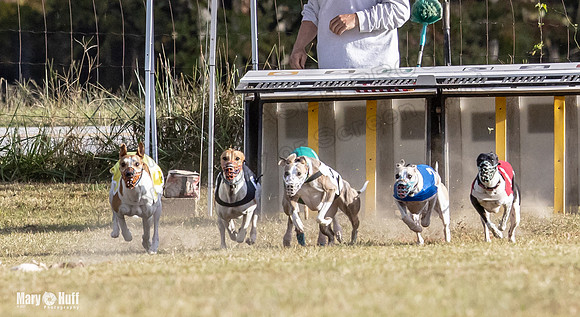 Program 4 Race 8 Wallie Shimmy Violet Maverick Conway Red-9389