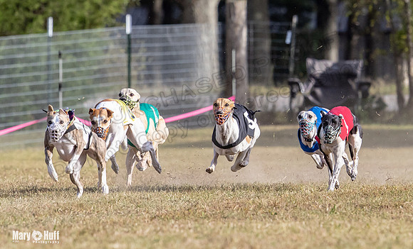 Program 4 Race 8 Wallie Shimmy Violet Maverick Conway Red-9404