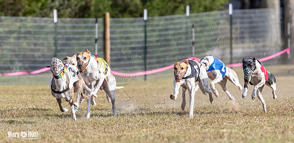 Program 4 Race 8 Wallie Shimmy Violet Maverick Conway Red-9410