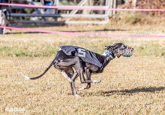 Program 1 Race 4 Lanie Jefe Bentley Zen Trillian-7561
