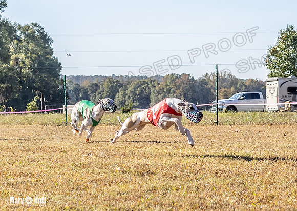 Program 1 Race 7 Shimmy Chuck Bacon Checkmate Sherlock-7655