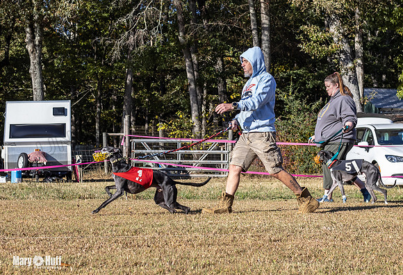 Program 1 Race 8 Bandit Stripe Sid Bogie Roxy-7686