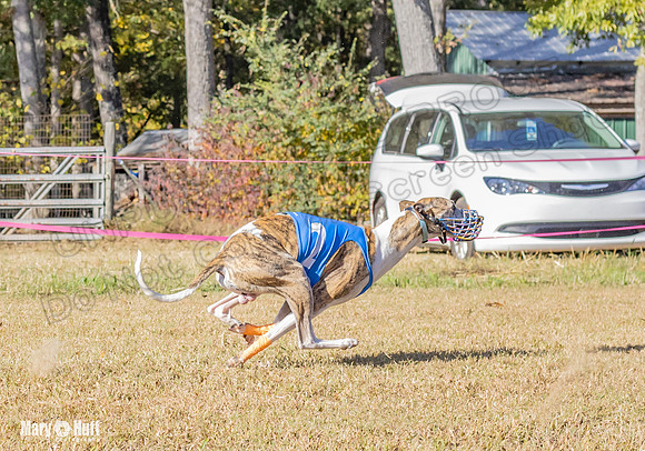 Program 1 Race 13 Sadie Nitro Piper RileyC Jethro-7974