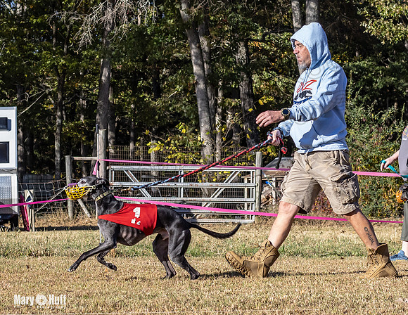 Program 1 Race 8 Bandit Stripe Sid Bogie Roxy-7685