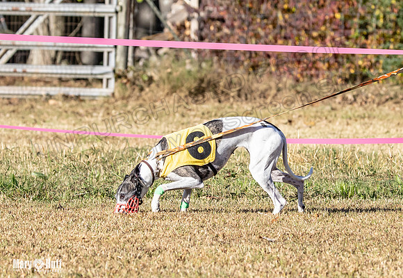 Program 1 Race 5 Bunny Bexley Teak Summer Ella-7567