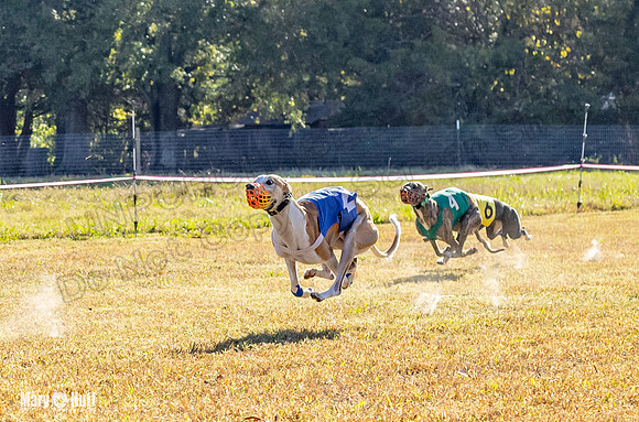 Program 1 Race 10 Wallie Remus Cerce Bender Darya Damsel-7821