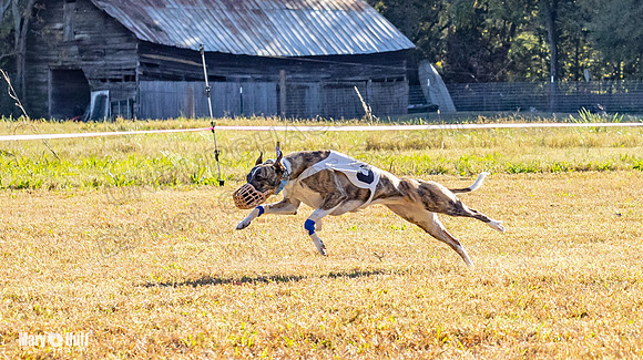 Program 1 Race 10 Wallie Remus Cerce Bender Darya Damsel-7820