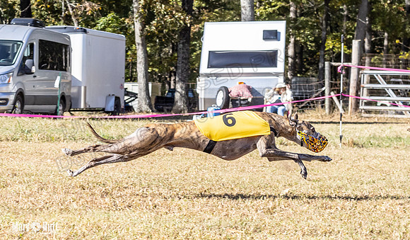 Program 1 Race 15 Brock Veela Dewey Wanda Alex-8075