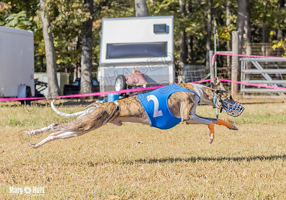 Program 1 Race 13 Sadie Nitro Piper RileyC Jethro-7972
