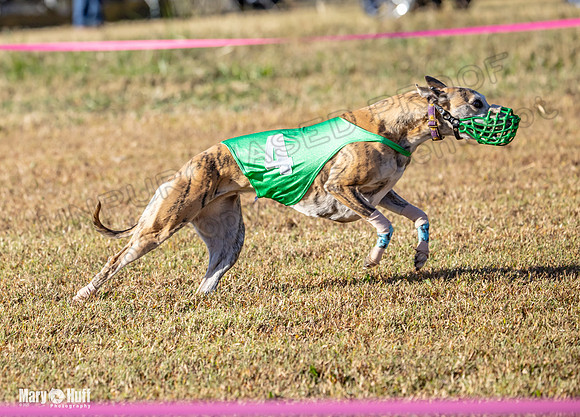 Program 1 Race 5 Bunny Bexley Teak Summer Ella-7600
