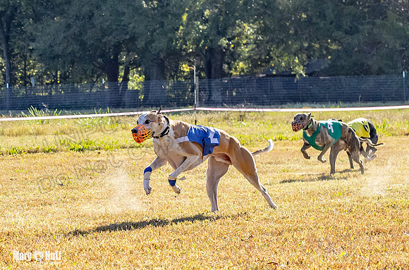 Program 1 Race 10 Wallie Remus Cerce Bender Darya Damsel-7822