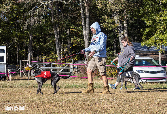 Program 1 Race 8 Bandit Stripe Sid Bogie Roxy-7683