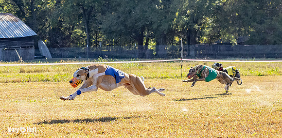 Program 1 Race 10 Wallie Remus Cerce Bender Darya Damsel-7823