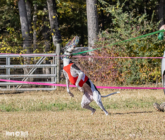 Program 1 Race 12 Tusi Elsa SweetnLow Sneakers Player-7907