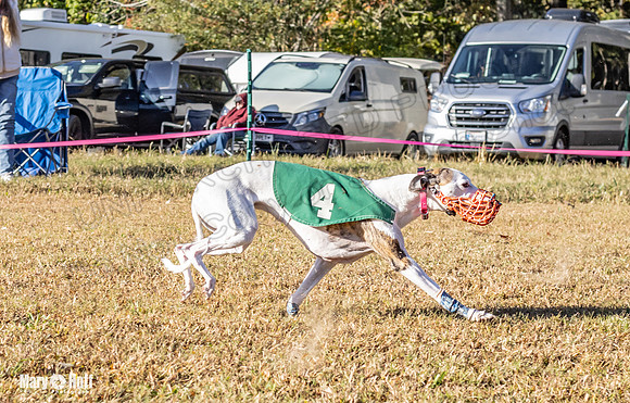Program 1 Race 6 Violet RileyS Gambit Tissy Caracara-7638