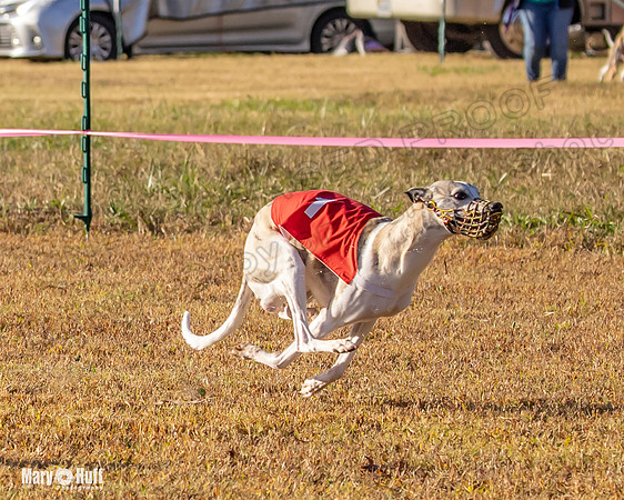 Program 1 Race 3 Bumble Mizuno Strummer Emma Soarin-7513