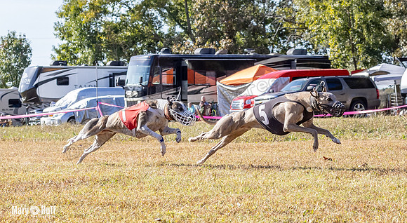 Program 1 Race 16 Romulus Maverick Grim Finely Margie-8113