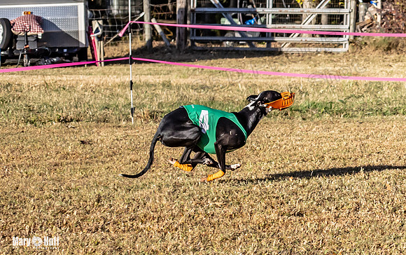 Program 1 Race 2 Hex Marlo Swiss-7494