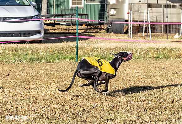 Program 1 Race 2 Hex Marlo Swiss-7495