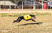 Program 1 Race 2 Hex Marlo Swiss-7497