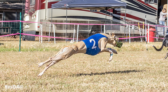Program 1 Race 16 Romulus Maverick Grim Finely Margie-8130
