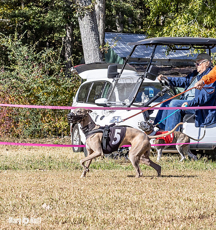 Program 1 Race 16 Romulus Maverick Grim Finely Margie-8093